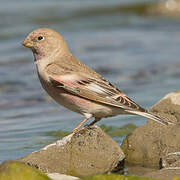 Mongolian Finch