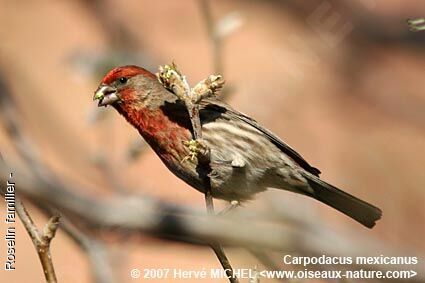 House Finch male adult breeding