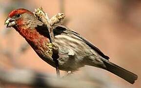 House Finch