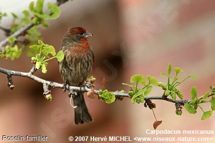 House Finch male adult breeding