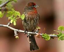 House Finch