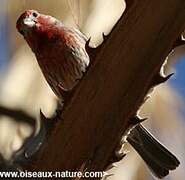 House Finch