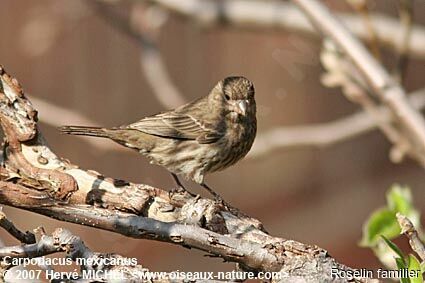 House Finch female adult