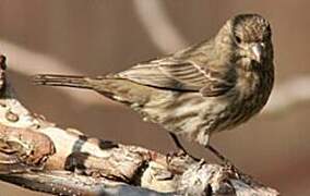 House Finch