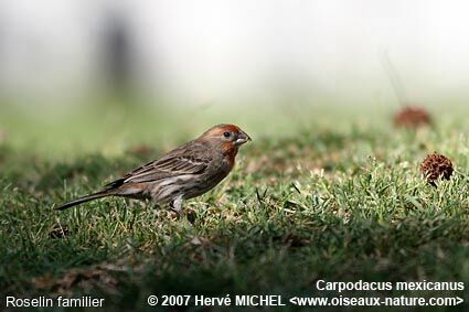 House Finch male adult breeding