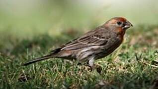 House Finch