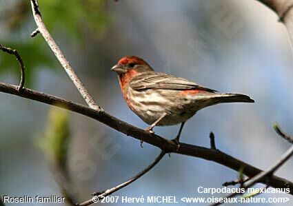 House Finch male adult breeding