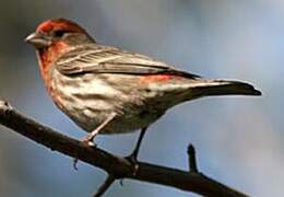 House Finch