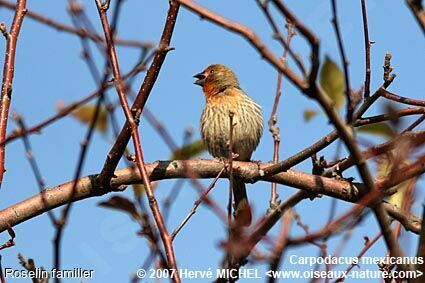 House Finch male adult breeding