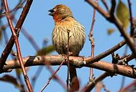 House Finch