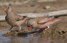 Trumpeter Finch