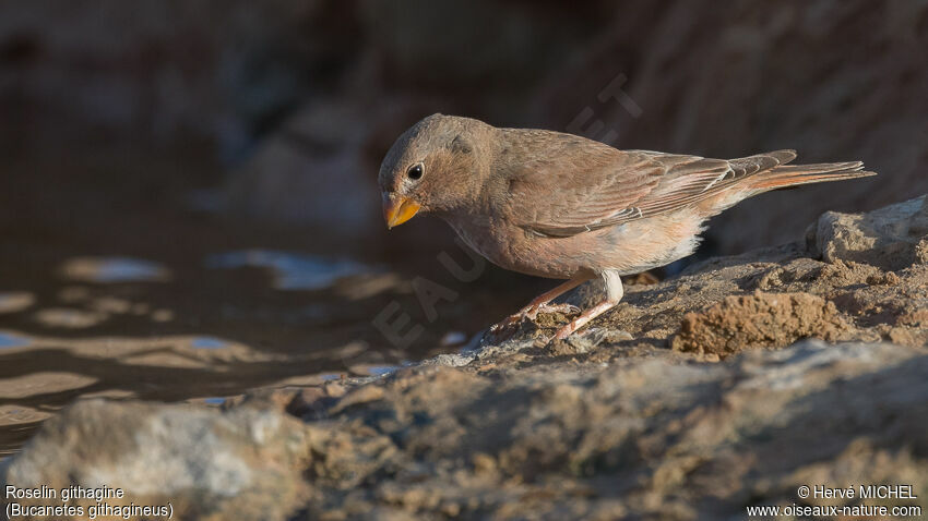 Trumpeter Finch female adult breeding