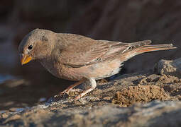 Trumpeter Finch