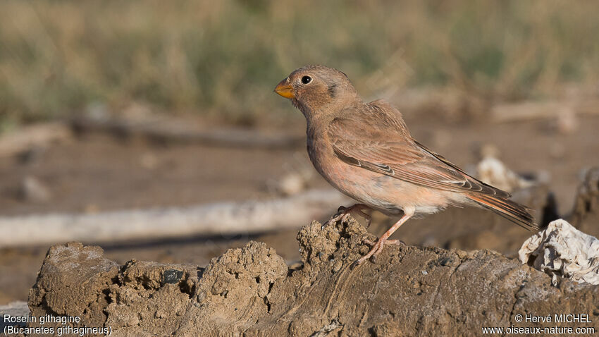 Trumpeter Finch female adult breeding