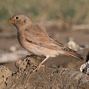 Trumpeter Finch