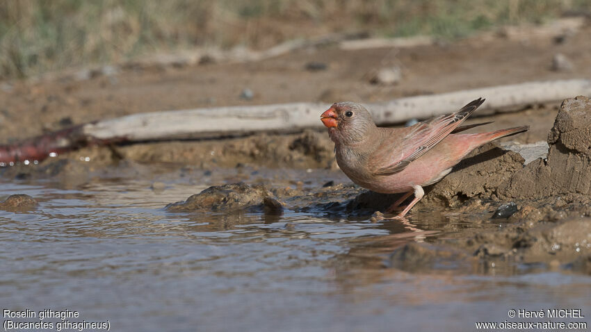 Trumpeter Finch male adult breeding