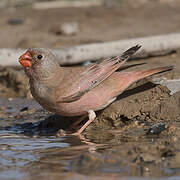 Trumpeter Finch