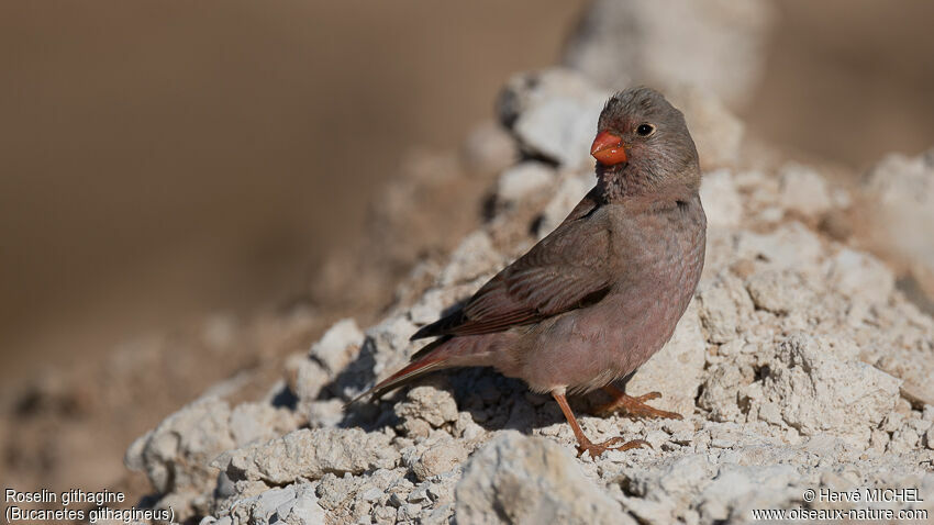 Trumpeter Finch male adult breeding