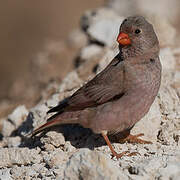 Trumpeter Finch