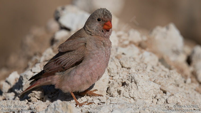 Trumpeter Finch male adult breeding