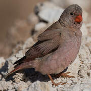 Trumpeter Finch