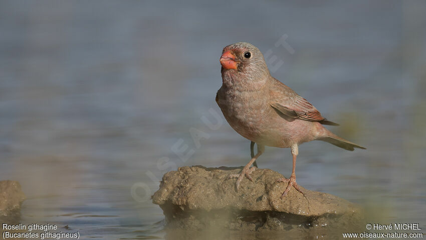 Trumpeter Finch male adult