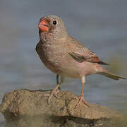 Trumpeter Finch