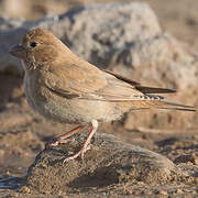 Trumpeter Finch