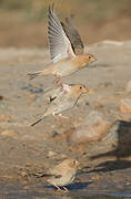 Trumpeter Finch