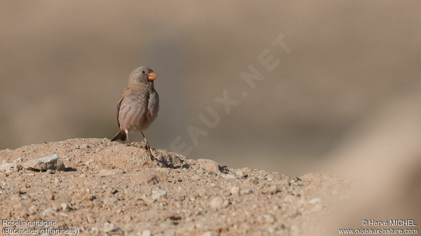 Trumpeter Finch female adult