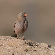 Trumpeter Finch