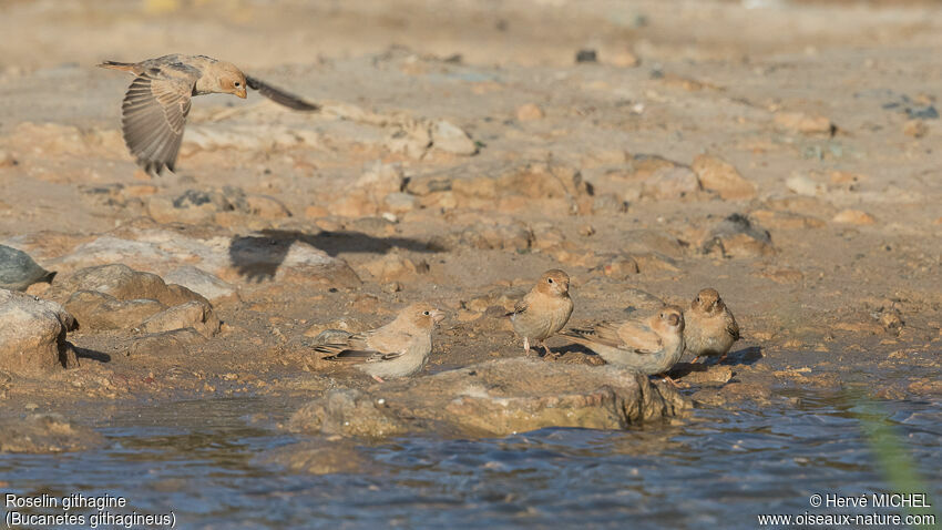 Trumpeter Finchjuvenile