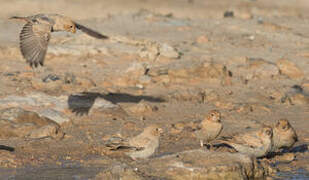 Trumpeter Finch