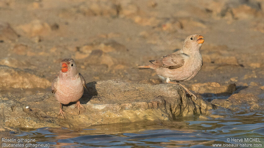 Trumpeter Finchadult breeding