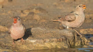 Trumpeter Finch