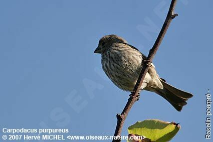 Purple Finch female adult breeding