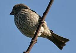 Purple Finch