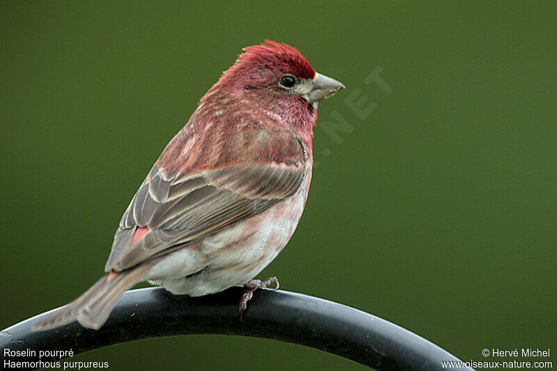 Purple Finch male adult breeding