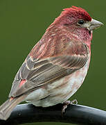 Purple Finch