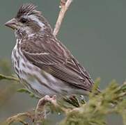 Purple Finch