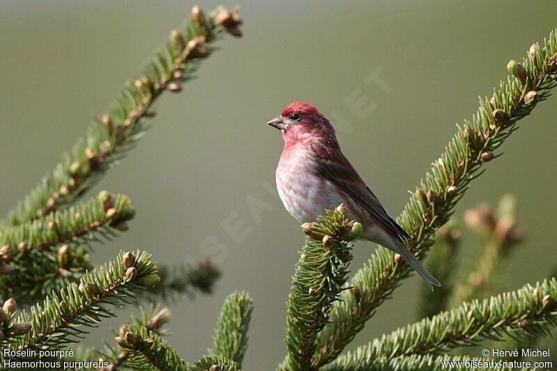 Purple Finch male adult breeding