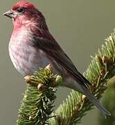 Purple Finch