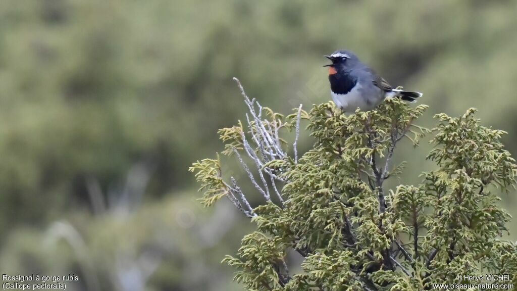 Himalayan Rubythroat