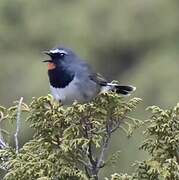 Himalayan Rubythroat