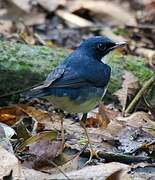 Siberian Blue Robin