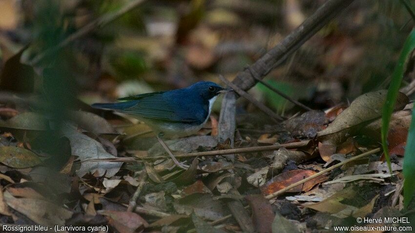 Siberian Blue Robin male adult