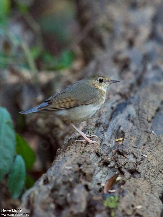 Siberian Blue Robin male Second year, identification