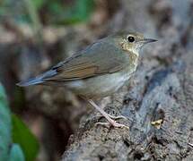 Siberian Blue Robin