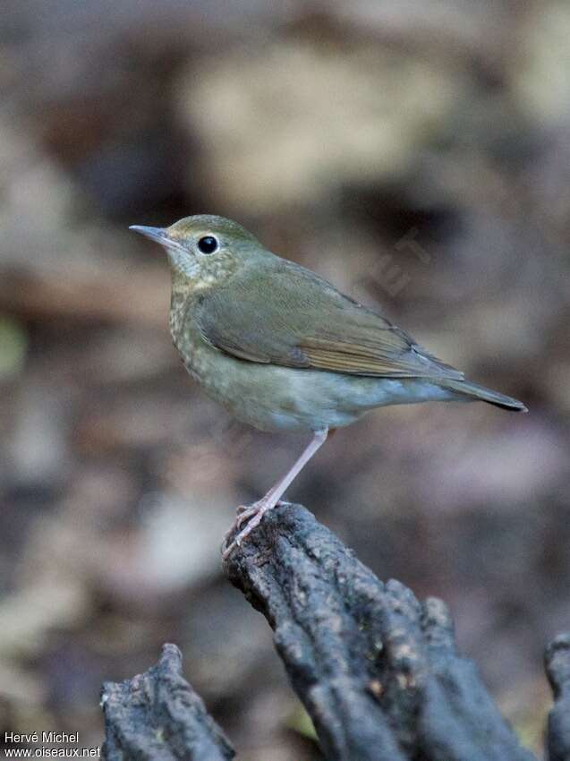 Siberian Blue Robin female, identification