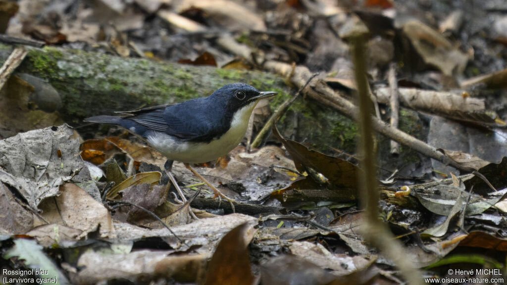 Siberian Blue Robin